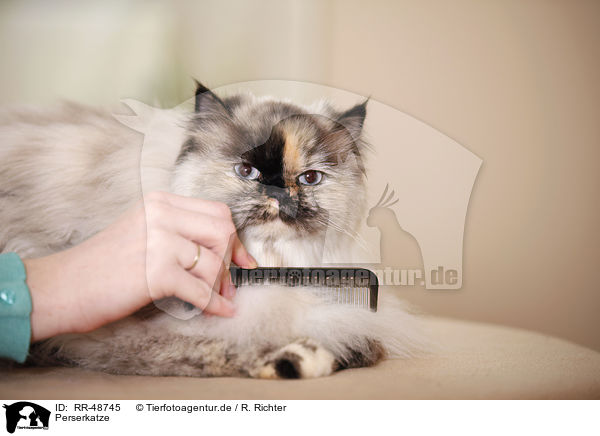 Perserkatze / persian cat / RR-48745