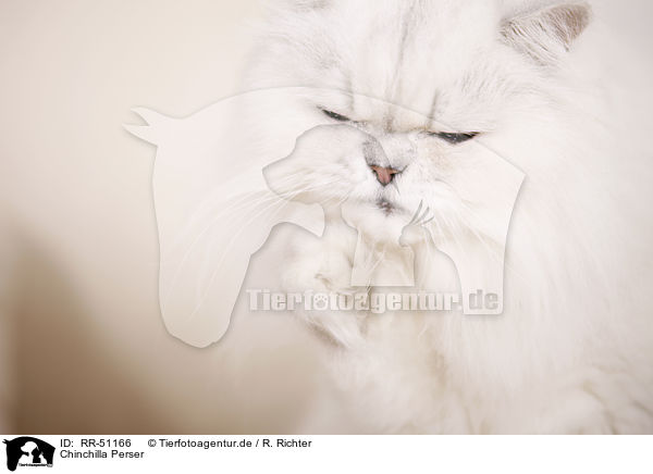 Chinchilla Perser / Chinchilla Persian Cat / RR-51166