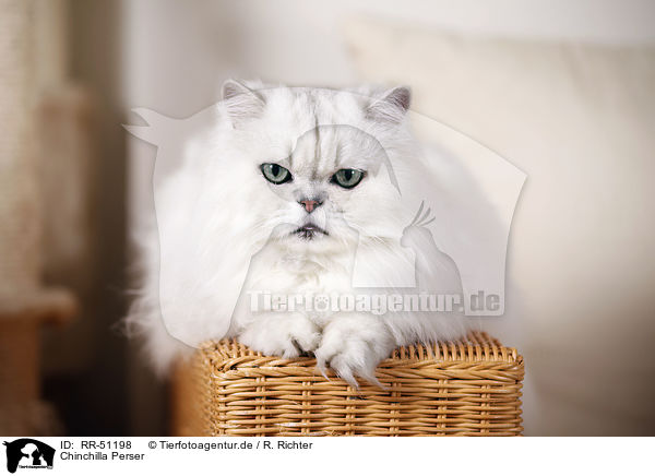 Chinchilla Perser / Chinchilla Persian Cat / RR-51198