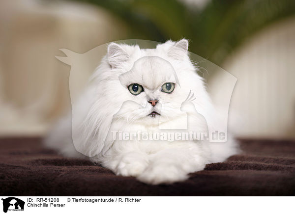 Chinchilla Perser / Chinchilla Persian Cat / RR-51208