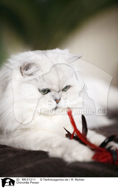 Chinchilla Perser / Chinchilla Persian Cat / RR-51211