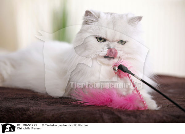 Chinchilla Perser / Chinchilla Persian Cat / RR-51222