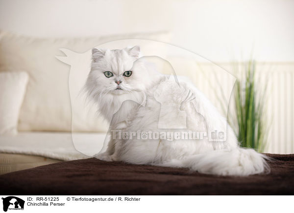 Chinchilla Perser / Chinchilla Persian Cat / RR-51225