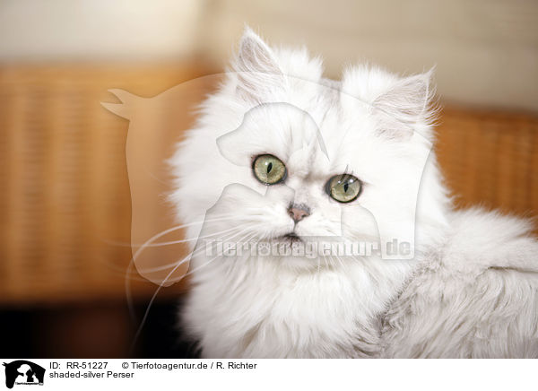 shaded-silver Perser / persian cat / RR-51227