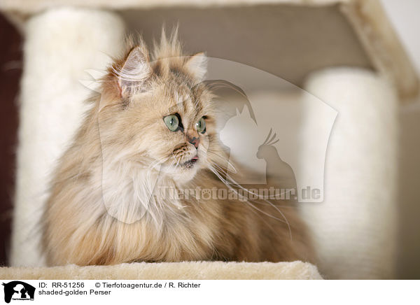 shaded-golden Perser / persian cat / RR-51256