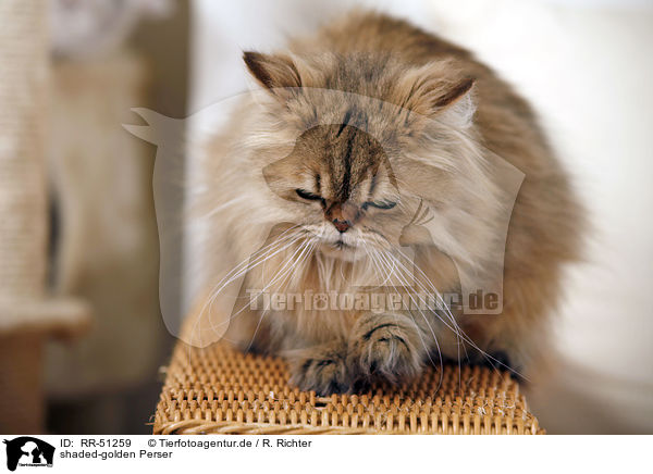 shaded-golden Perser / persian cat / RR-51259