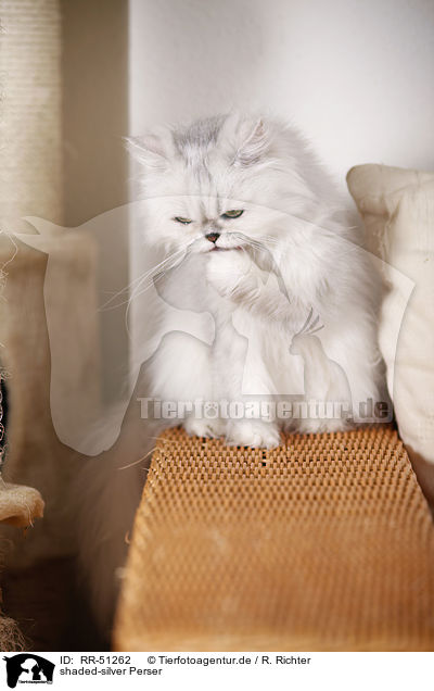 shaded-silver Perser / persian cat / RR-51262
