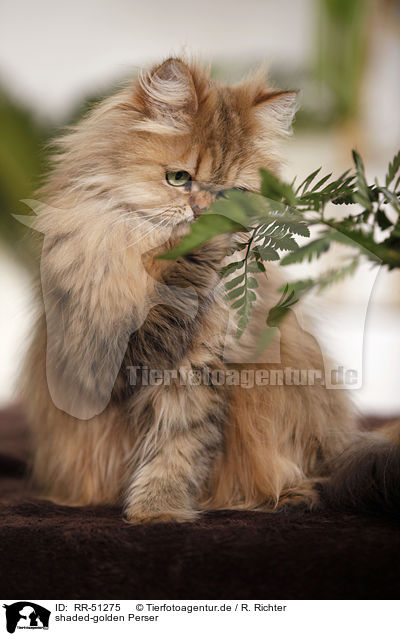 shaded-golden Perser / persian cat / RR-51275