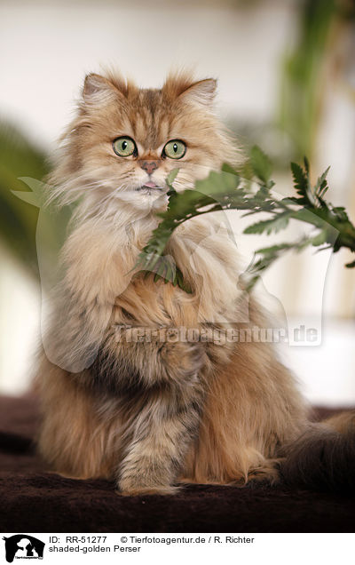 shaded-golden Perser / persian cat / RR-51277