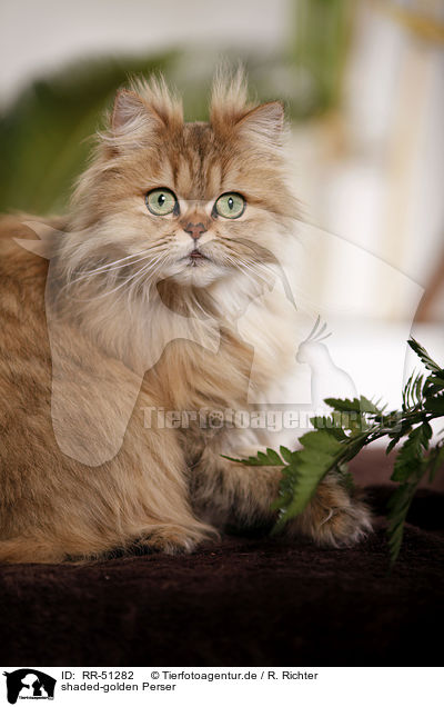 shaded-golden Perser / persian cat / RR-51282
