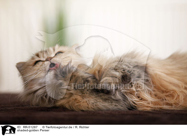shaded-golden Perser / persian cat / RR-51287