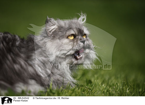 Perser Katze / persian cat / RR-54542