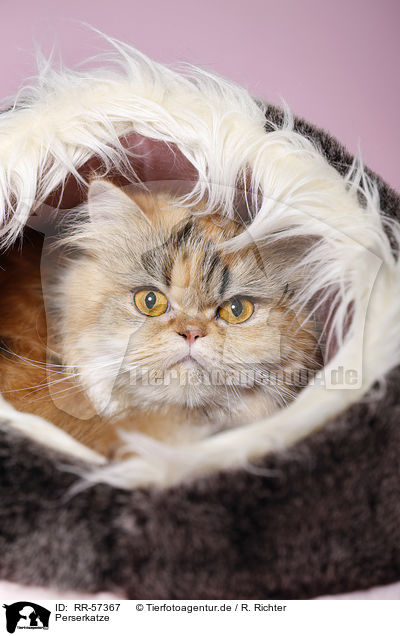 Perserkatze / Persian Cat / RR-57367