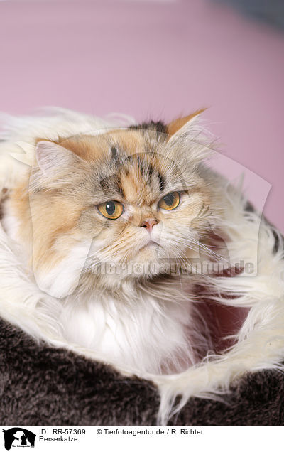 Perserkatze / RR-57369
