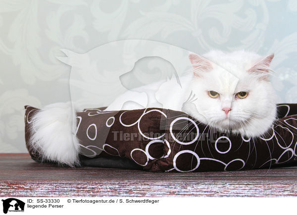 liegende Perser / lying persian cat / SS-33330