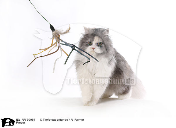 Perser / Persian Cat / RR-59057