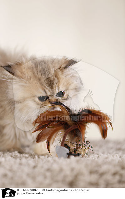 junge Perserkatze / RR-59087