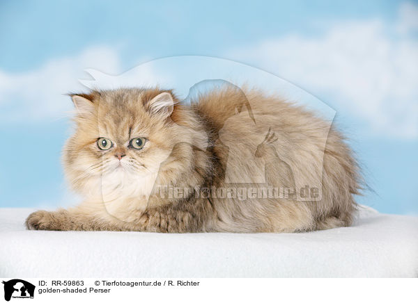 golden-shaded Perser / golden-shaded persian cat / RR-59863