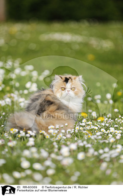 Perserkatze auf einer Blumenwiese / Persian Cat on meadow / RR-60069