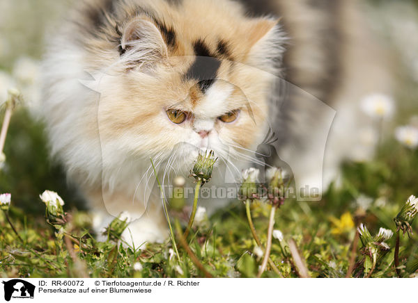 Perserkatze auf einer Blumenwiese / Persian Cat on meadow / RR-60072