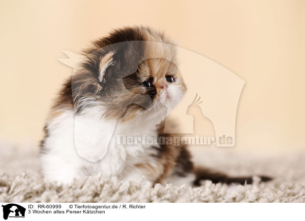 3 Wochen altes Perser K�tzchen / RR-60999
