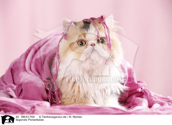 liegende Perserkatze / RR-61769