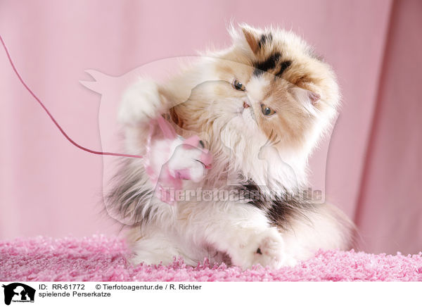 spielende Perserkatze / playing Persian Cat / RR-61772