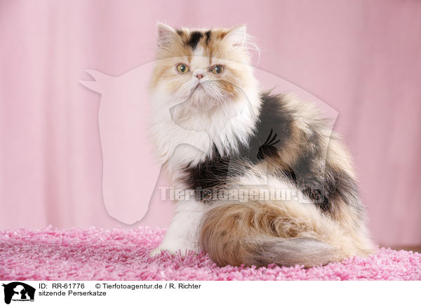 sitzende Perserkatze / RR-61776