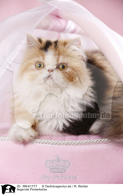 liegende Perserkatze / lying Persian Cat / RR-61777