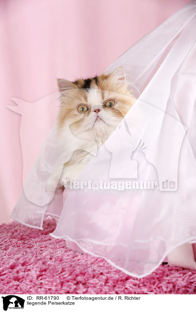 liegende Perserkatze / RR-61790