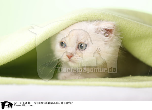 Perser Ktzchen / Persian Cat Kitten / RR-62516