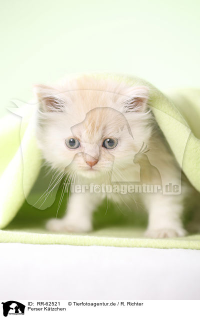 Perser Ktzchen / Persian Cat Kitten / RR-62521