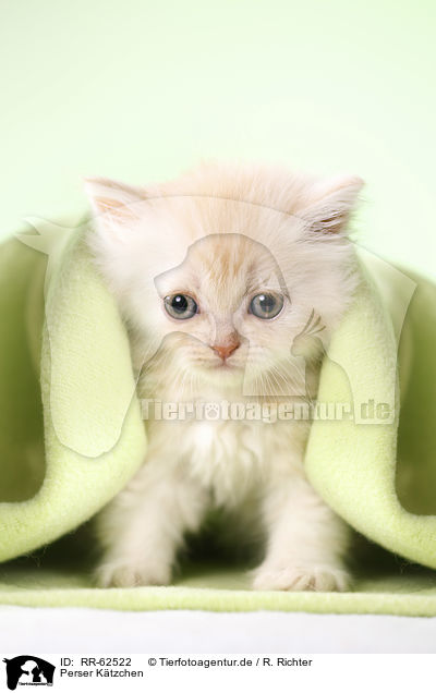 Perser Ktzchen / Persian Cat Kitten / RR-62522
