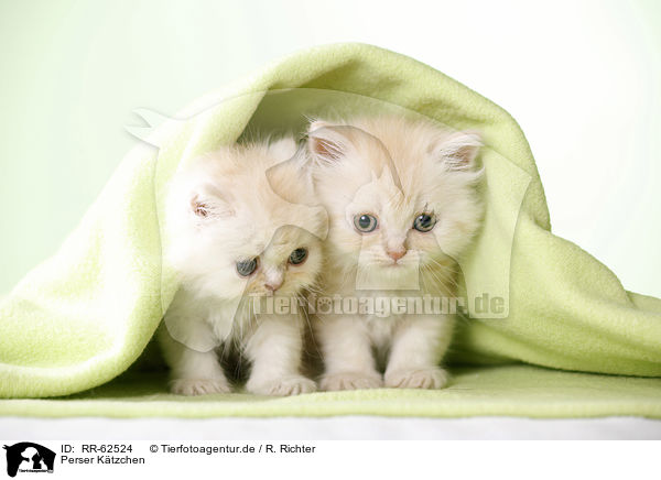 Perser Ktzchen / Persian Cat Kitten / RR-62524