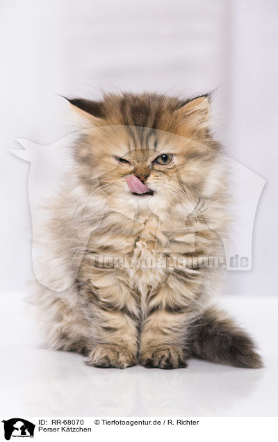 Perser Ktzchen / Persian Kitten / RR-68070