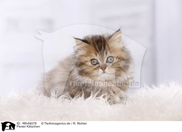 Perser Ktzchen / Persian Kitten / RR-68078