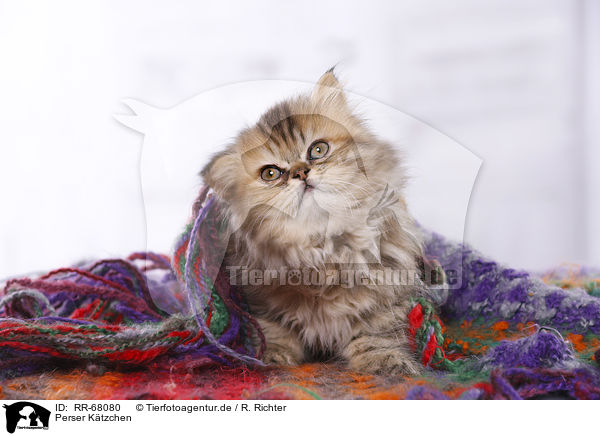 Perser Ktzchen / Persian Kitten / RR-68080