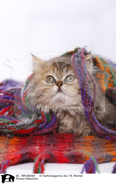 Perser Ktzchen / Persian Kitten / RR-68084
