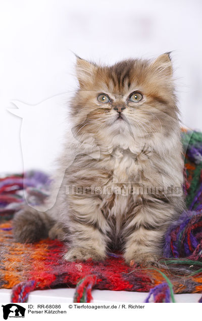 Perser Ktzchen / Persian Kitten / RR-68086