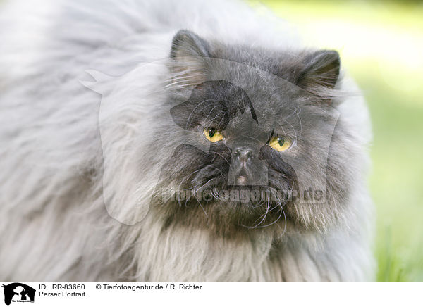 Perser Portrait / Persian Cat Portrait / RR-83660