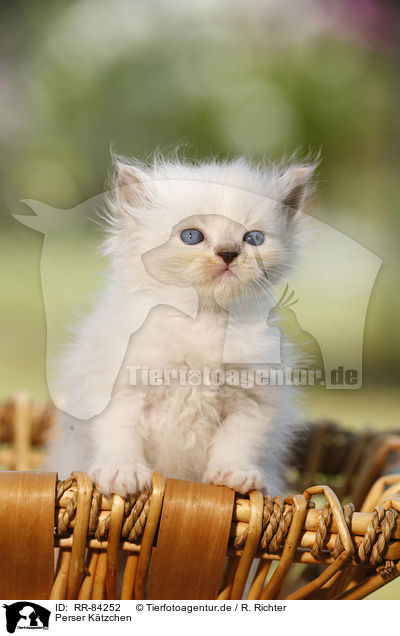Perser Ktzchen / Persian Kitten / RR-84252