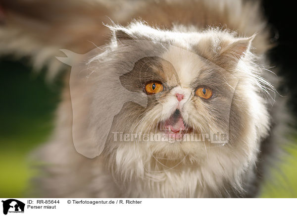 Perser miaut / meowing Persian cat / RR-85644