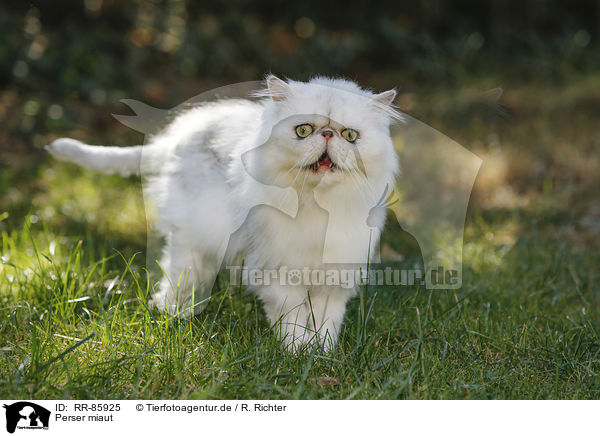 Perser miaut / mewing Persian Cat / RR-85925