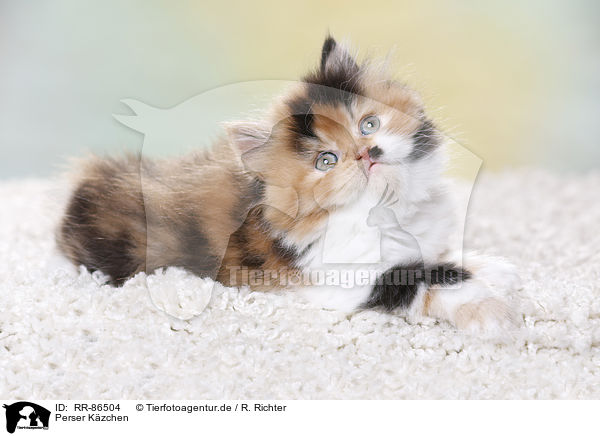 Perser Kzchen / Persian Kitten / RR-86504