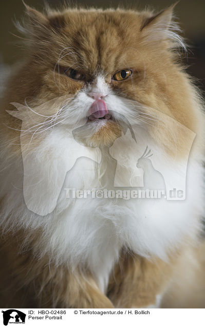 Perser Portrait / Persian Cat Portrait / HBO-02486