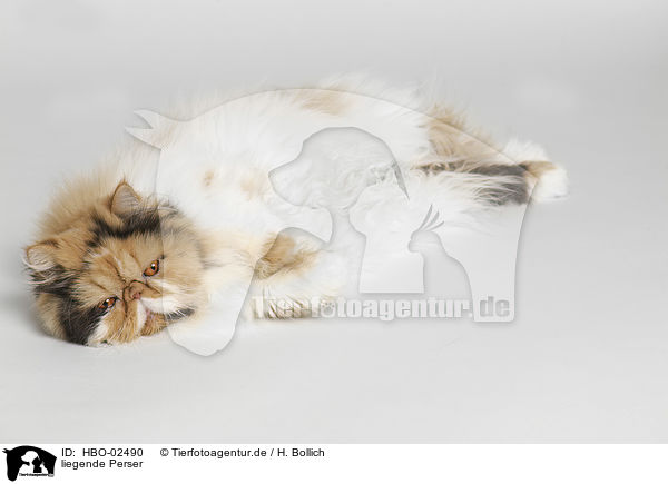 liegende Perser / lying Persian Cat / HBO-02490