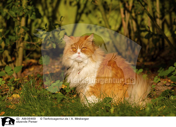 sitzende Perser / sitting Persian cat / AM-06469