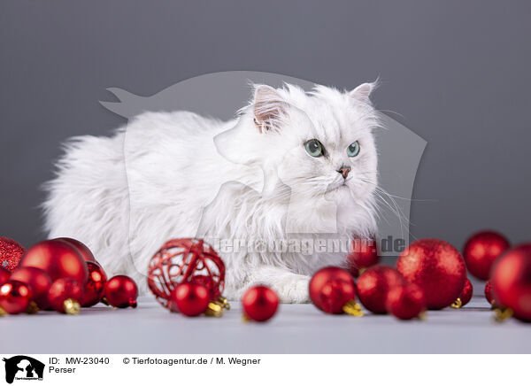 Perser / Persian Cat / MW-23040