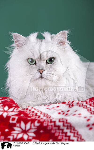 Perser / Persian Cat / MW-23048