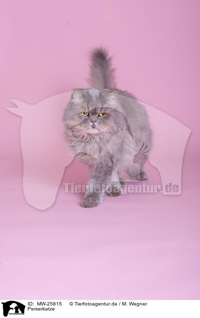 Perserkatze / Persian Cat / MW-25815